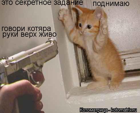 Котоматрица: руки верх живо говори котяра это секретное задание поднимаю