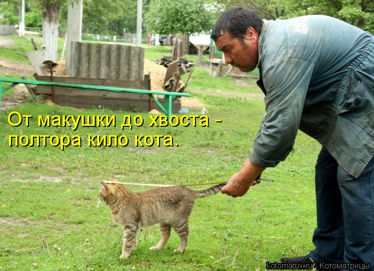 Котоматрица: От макушки до хвоста - полтора кило кота.
