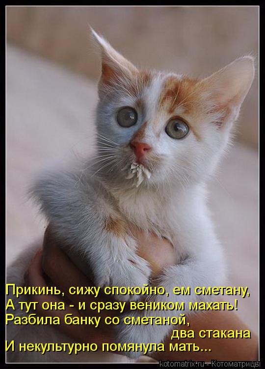 Прикинь, сижу спокойно, ем сметану, А тут она - и сразу веником махать! Разбила банку со сметаной, д... Котоматрица: Прикинь, сижу спокойно, ем сметану, А тут она - и сразу веником махать! Разбила банку со сметаной, два стакана И некультурно помянула мать...