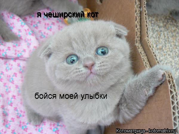 Котоматрица: я чеширский кот бойся моей улыбки бойся моей улыбки я чеширский кот я чеширский кот
