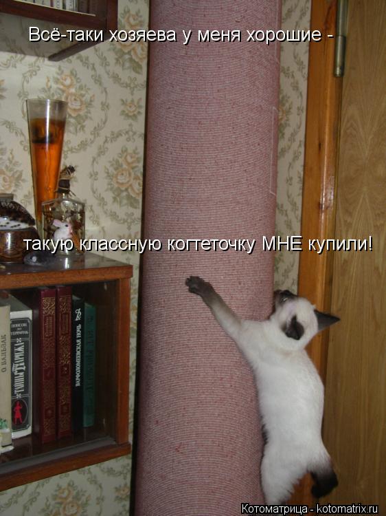 Котоматрица: Всё-таки хозяева у меня хорошие - такую классную когтеточку МНЕ купили!