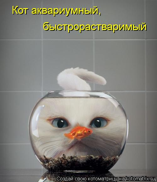 Кот аквариумный, быстрорастваримый... Котоматрица: Кот аквариумный, быстрорастваримый