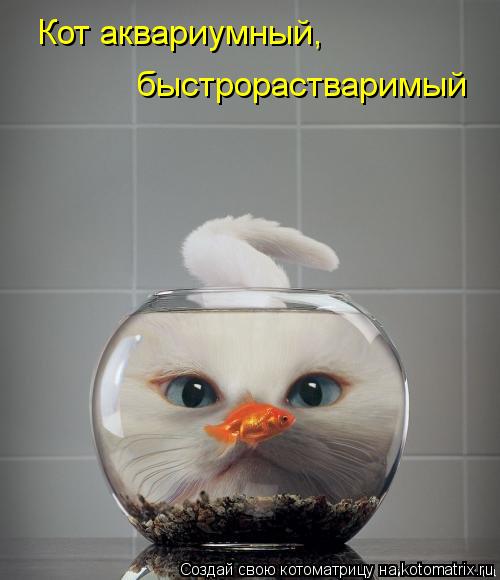 Котоматрица: Кот аквариумный,  быстрорастваримый