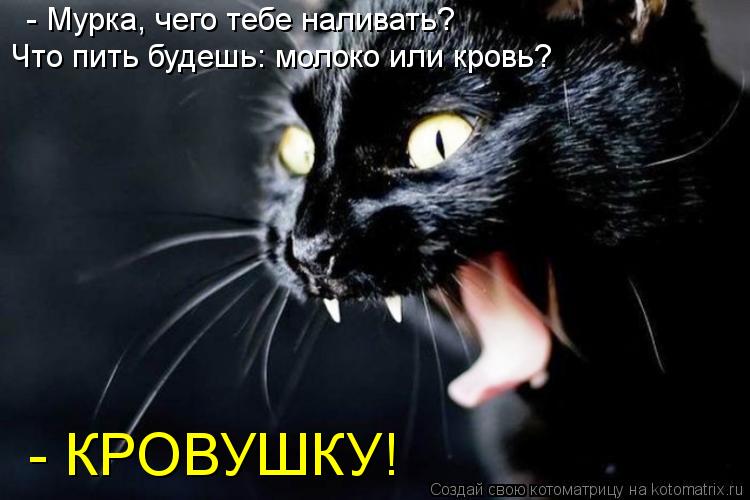 Котоматрица: - Мурка, чего тебе наливать?  Что пить будешь: молоко или кровь? - КРОВУШКУ!