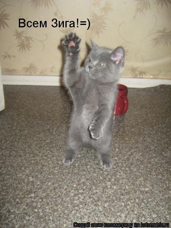 Котоматрица: Всем Зига!=)