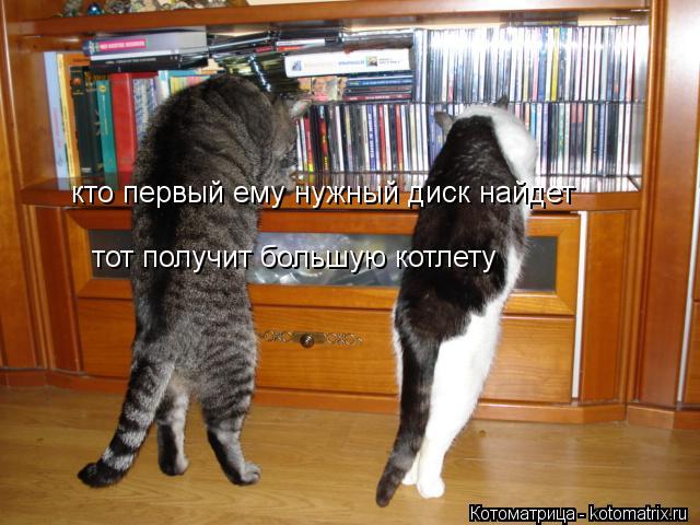 Котоматрица: кто первый ему нужный диск найдет тот получит большую котлету