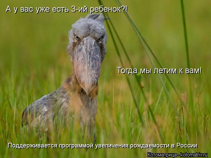 Котоматрица: А у вас уже есть 3-ий ребенок?! Тогда мы летим к вам! Поддерживается программой увеличения рождаемости в России
