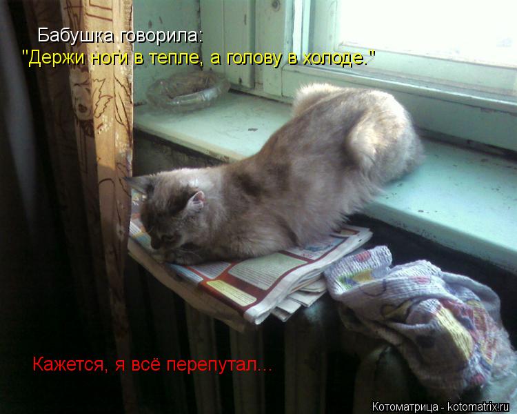 Котоматрица: Бабушка говорила: "Держи ноги в тепле, а голову в холоде." Кажется, я всё перепутал...