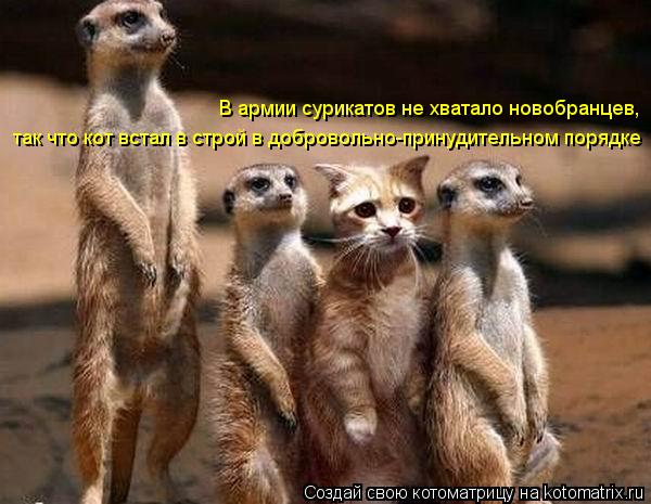 Котоматрица: В армии сурикатов не хватало новобранцев, так что кот встал в строй в добровольно-принудительном порядке