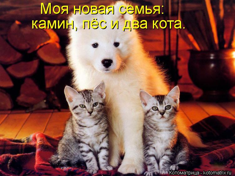 Котоматрица: камин, пёс и два кота. Моя новая семья: