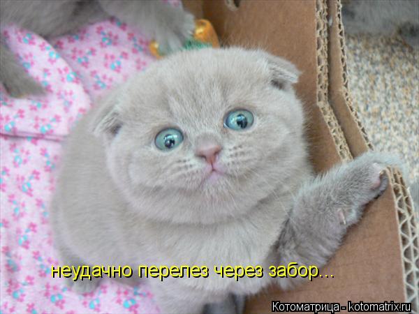 Котоматрица: неудачно перелез через забор...