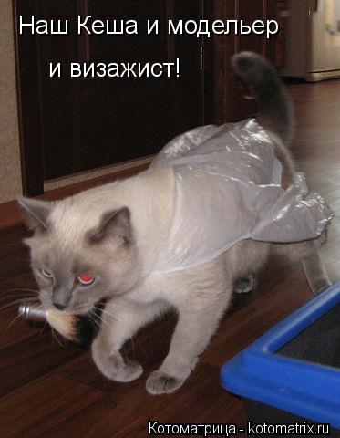 Котоматрица: Наш Кеша и модельер и визажист!