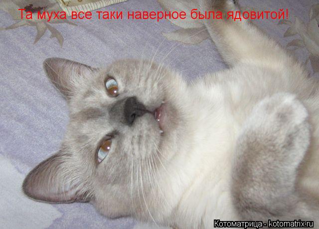 Котоматрица: Та муха все таки наверное была ядовитой!