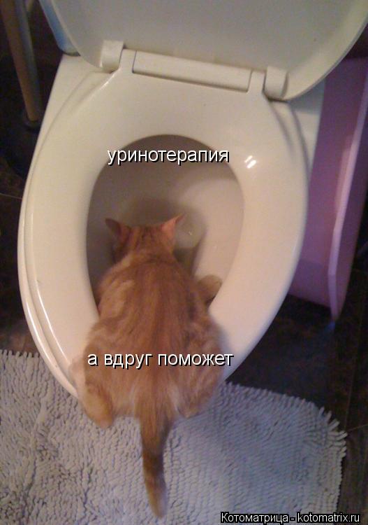 Котоматрица: уринотерапия а вдруг поможет