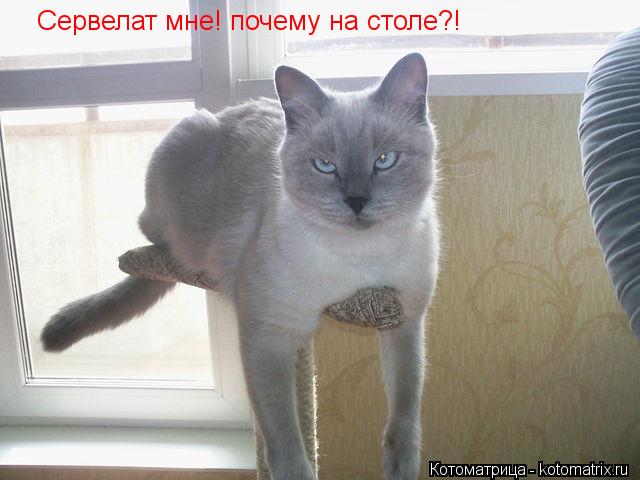 Котоматрица: Сервелат мне! почему на столе?!