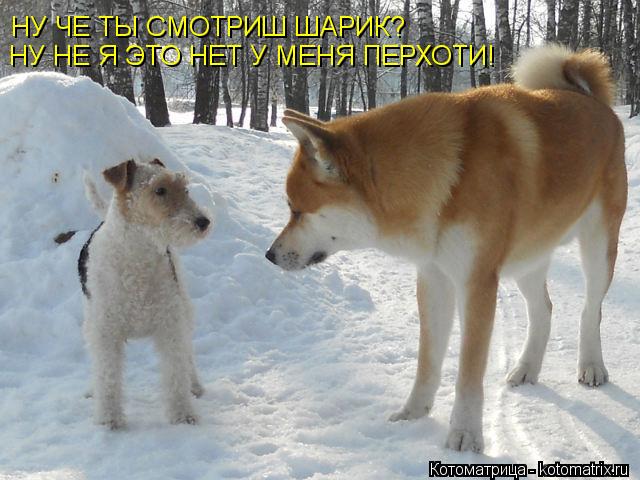 Котоматрица: НУ ЧЕ ТЫ СМОТРИШ ШАРИК? НУ НЕ Я ЭТО НЕТ У МЕНЯ ПЕРХОТИ!