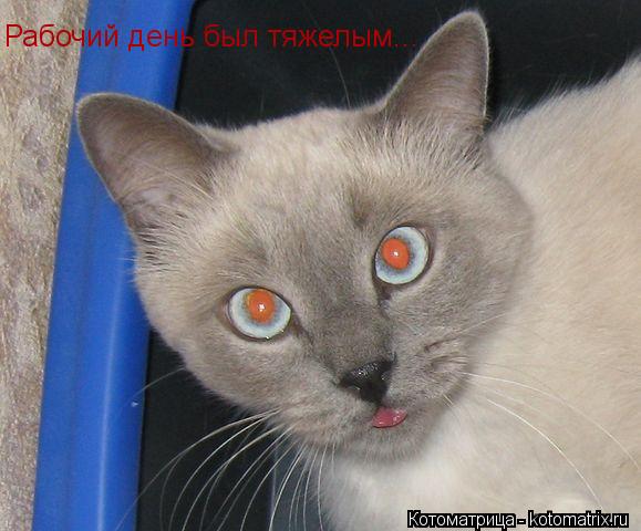 Котоматрица: Рабочий день был тяжелым...