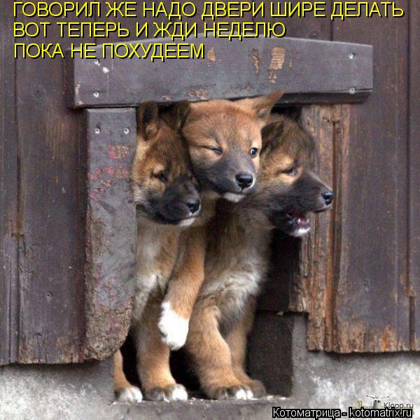 Котоматрица: ВОТ ТЕПЕРЬ И ЖДИ НЕДЕЛЮ ПОКА НЕ ПОХУДЕЕМ ГОВОРИЛ ЖЕ НАДО ДВЕРИ ШИРЕ ДЕЛАТЬ