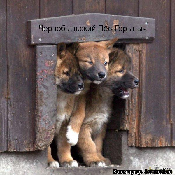 Котоматрица: Чернобыльский Пёс-Горыныч