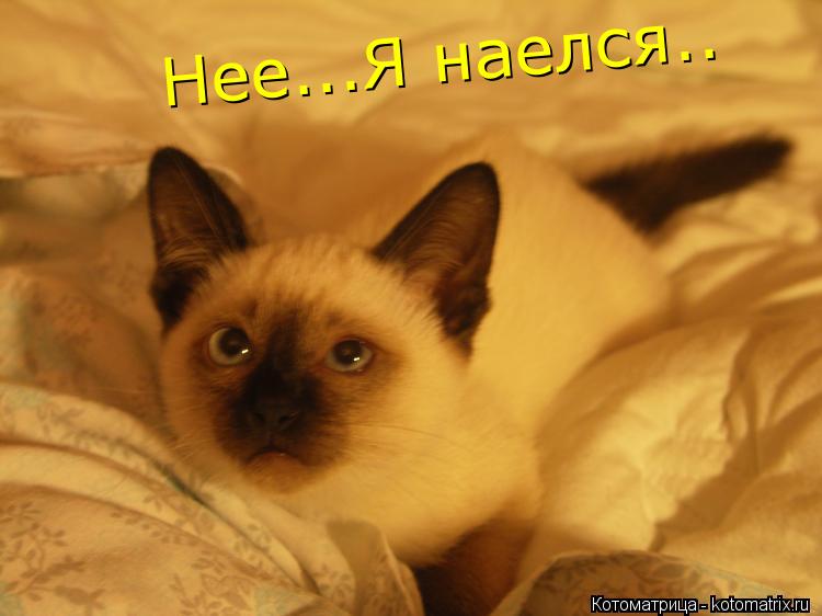 Котоматрица: Нее...Я наелся..