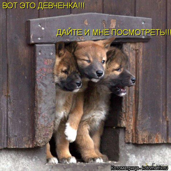 Котоматрица: ВОТ ЭТО ДЕВЧЕНКА!!! ДАЙТЕ И МНЕ ПОСМОТРЕТЬ!!!