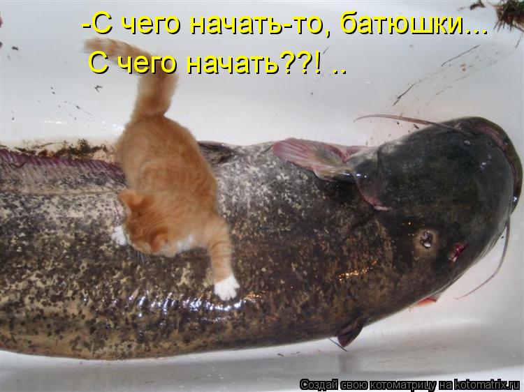 Котоматрица: -С чего начать-то, батюшки...  С чего начать??! ..