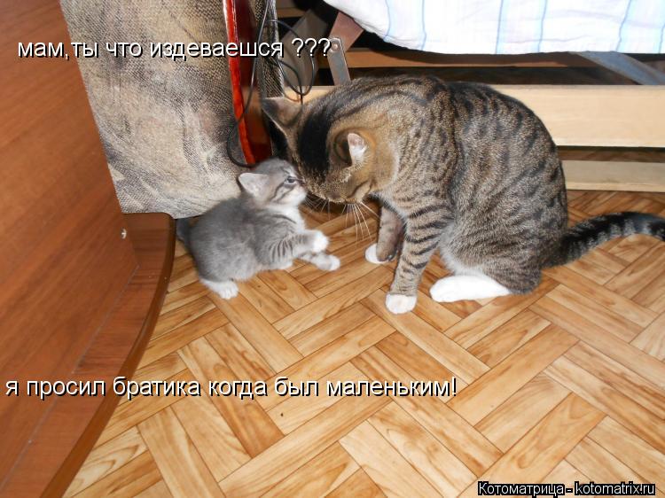 Котоматрица: мам,ты что издеваешся ??? я просил братика когда был маленьким!