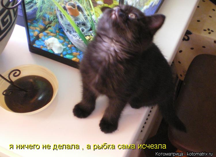Котоматрица: я ничего не делала , а рыбка сама исчезла