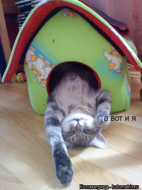 а вот и я... Котоматрица: а вот и я