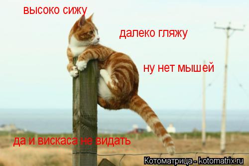 высоко сижу далеко гляжу ну нет мышей да и вискаса не видать... Котоматрица: высоко сижу далеко гляжу ну нет мышей да и вискаса не видать