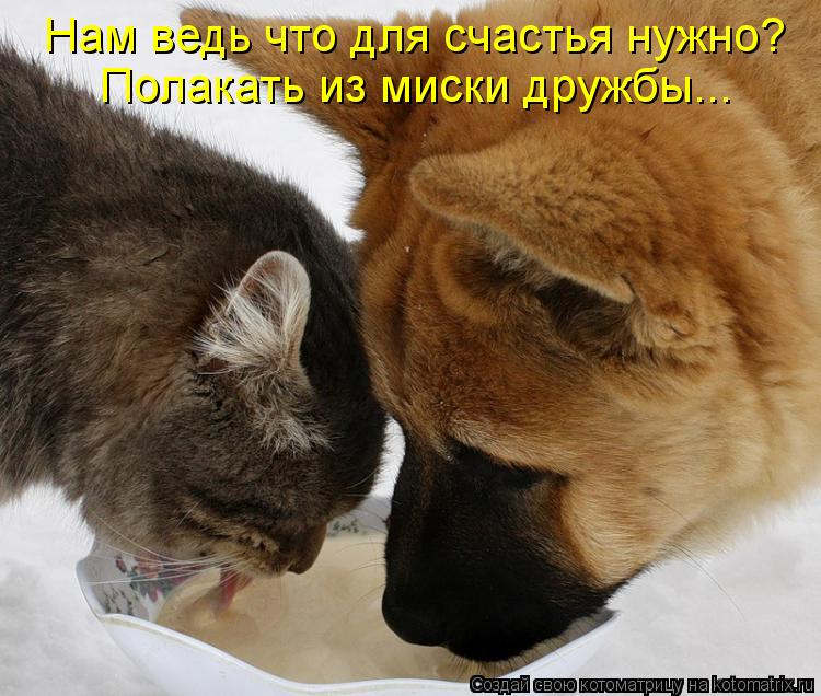 Нам ведь что для счастья нужно? Полакать из миски дружбы...... Котоматрица: Нам ведь что для счастья нужно? Полакать из миски дружбы...