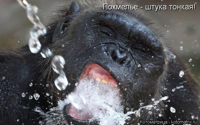 Похмелье - штука тонкая!... Котоматрица: Похмелье - штука тонкая!