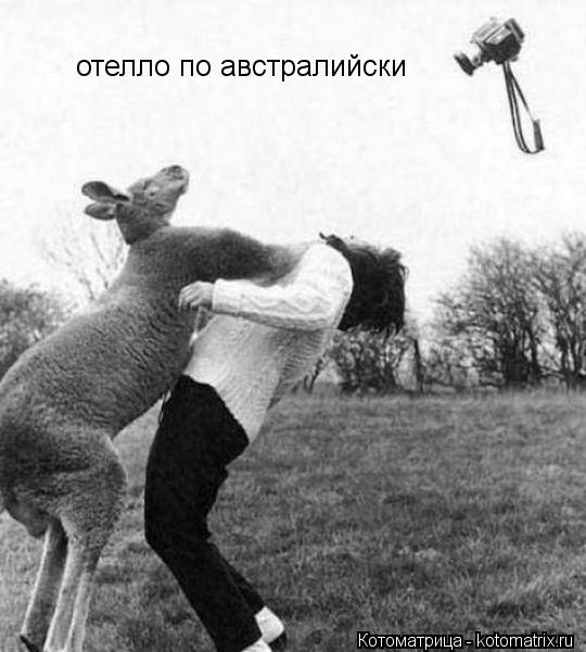 отелло по австралийски... Котоматрица: отелло по австралийски