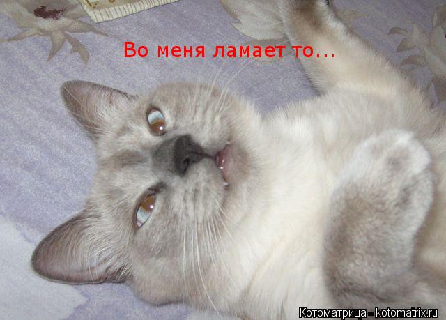 Во меня ламает то...... Котоматрица: Во меня ламает то...