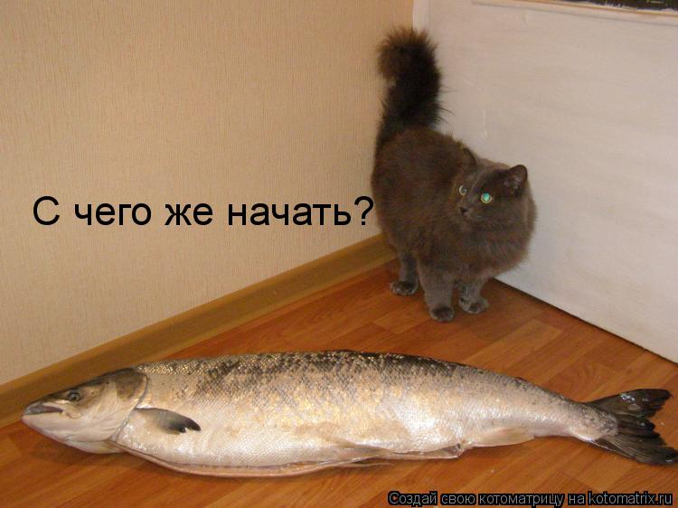 С чего же начать?... Котоматрица: С чего же начать?