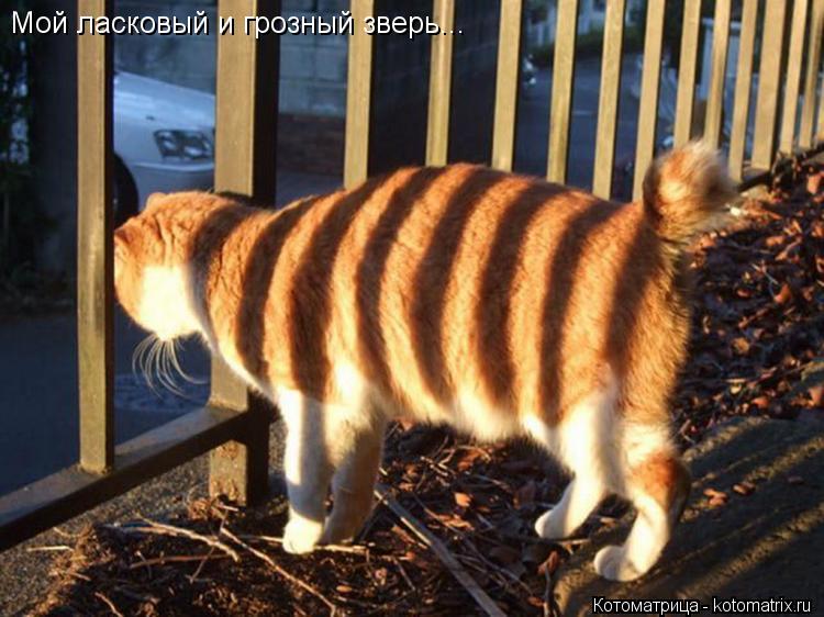 Мой ласковый и грозный зверь...... Котоматрица: Мой ласковый и грозный зверь...