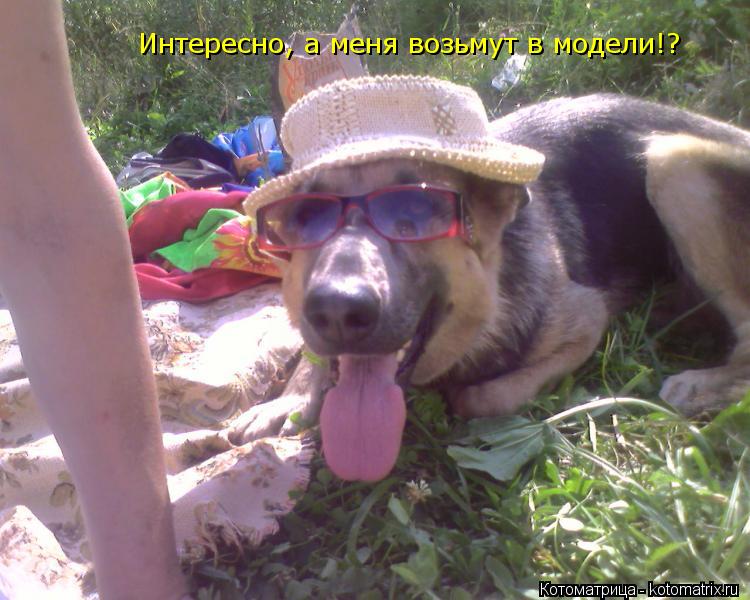Интересно, а меня возьмут в модели!?... Котоматрица: Интересно, а меня возьмут в модели!?