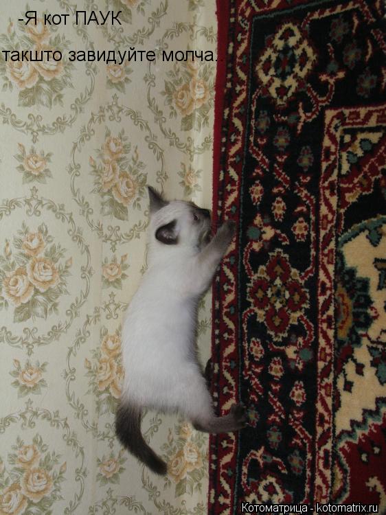 -Я кот ПАУК такшто завидуйте молча..... Котоматрица: -Я кот ПАУК такшто завидуйте молча..
