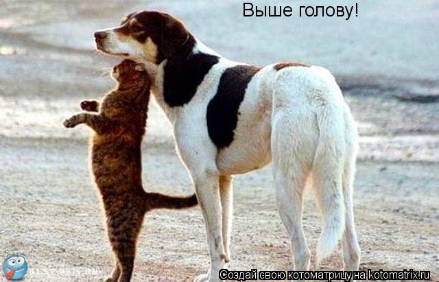Выше голову!... Котоматрица: Выше голову!