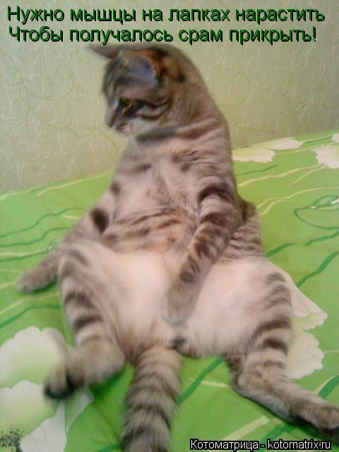 Нужно мышцы на лапках нарастить Чтобы получалось срам прикрыть!... Котоматрица: Нужно мышцы на лапках нарастить Чтобы получалось срам прикрыть!