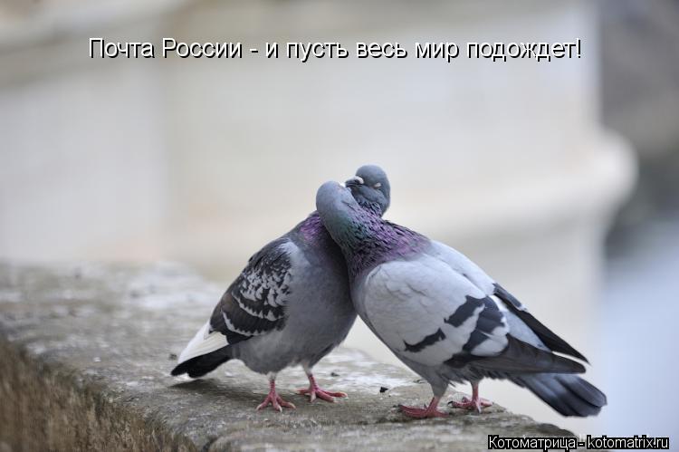Почта России - и пусть весь мир подождет!... Котоматрица: Почта России - и пусть весь мир подождет!