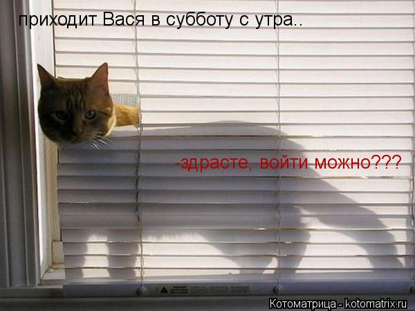 Котоматрица: приходит Вася в субботу с утра.. -здрасте, войти можно???