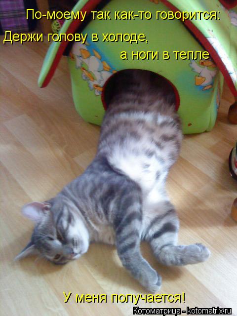 Котоматрица: Держи голову в холоде,  а ноги в тепле По-моему так как-то говорится: У меня получается!