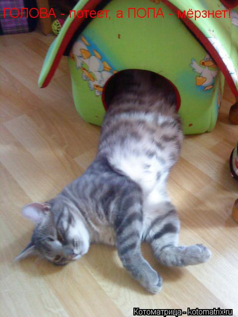 Котоматрица: ГОЛОВА - потеет, а ПОПА - мёрзнет!