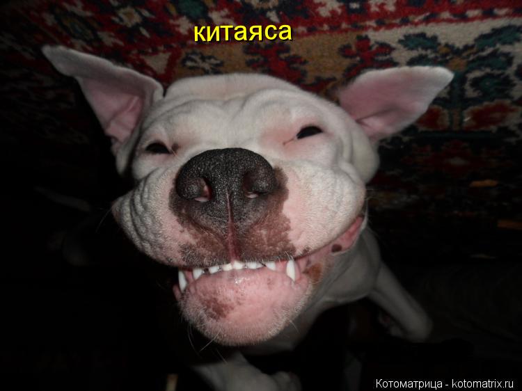 Котоматрица: китаяса