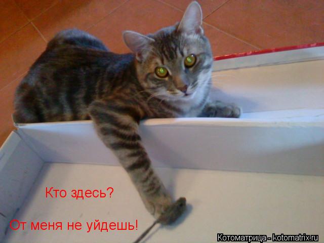 Котоматрица: Кто здесь? От меня не уйдешь!