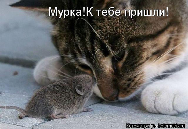 Мурка!К тебе пришли!... Котоматрица: Мурка!К тебе пришли!