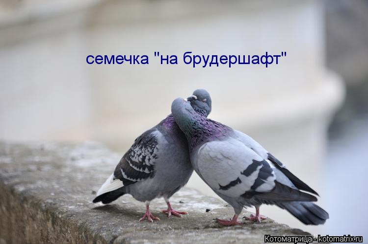 семечка "на брудершафт"... Котоматрица: семечка "на брудершафт"