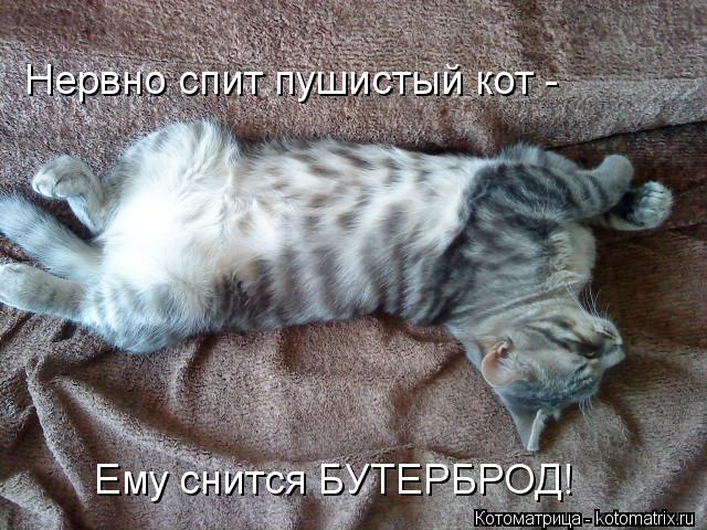 Котоматрица: Нервно спит пушистый кот -  Ему снится БУТЕРБРОД!