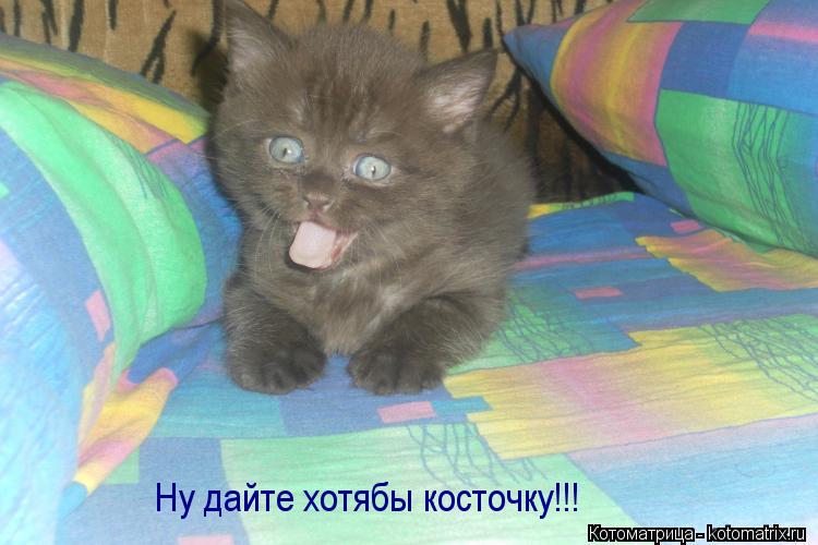Котоматрица: Ну дайте хотябы косточку!!!